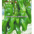 Hybrid F1 Bell Pepper Seeds For Sale-Spring Fortune